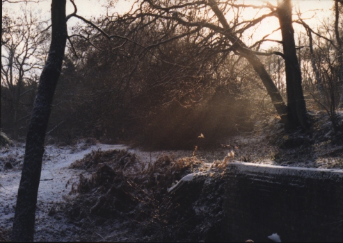 Winter on the common