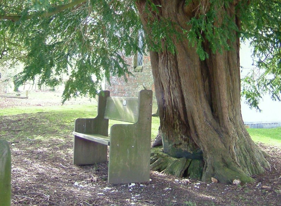 The 1945 damage to the bole of the tree can be clearly seen - see below to zoom in to bench plaque