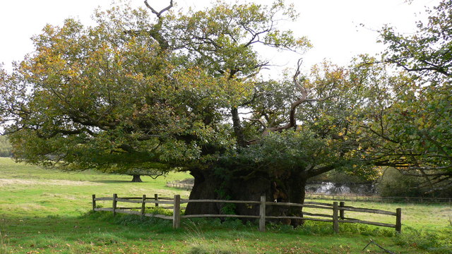 oak