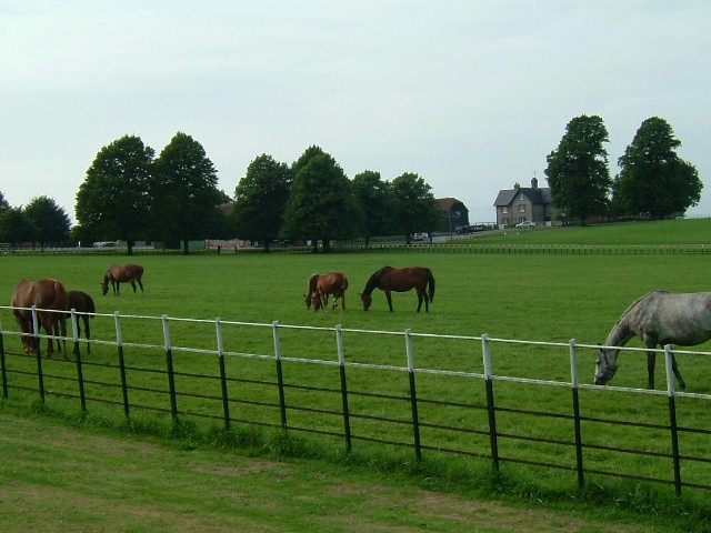 The Drive to Lavington Stud