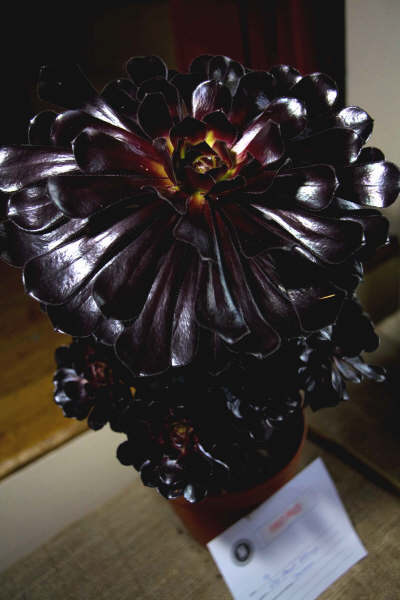 Flower show 2009 - 01