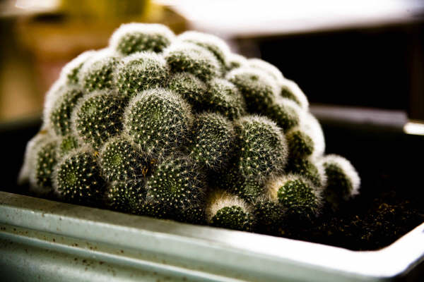 Flower show 2009 - 01