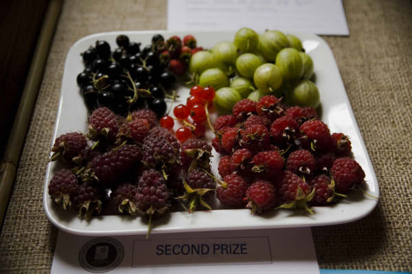 Flower show 2009 - 01