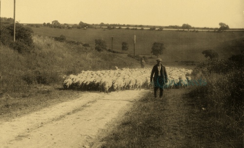 Shepherds and flock near Lewes