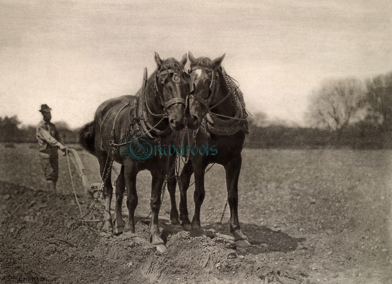 Plough horses Norfolk 1887- click image below to return