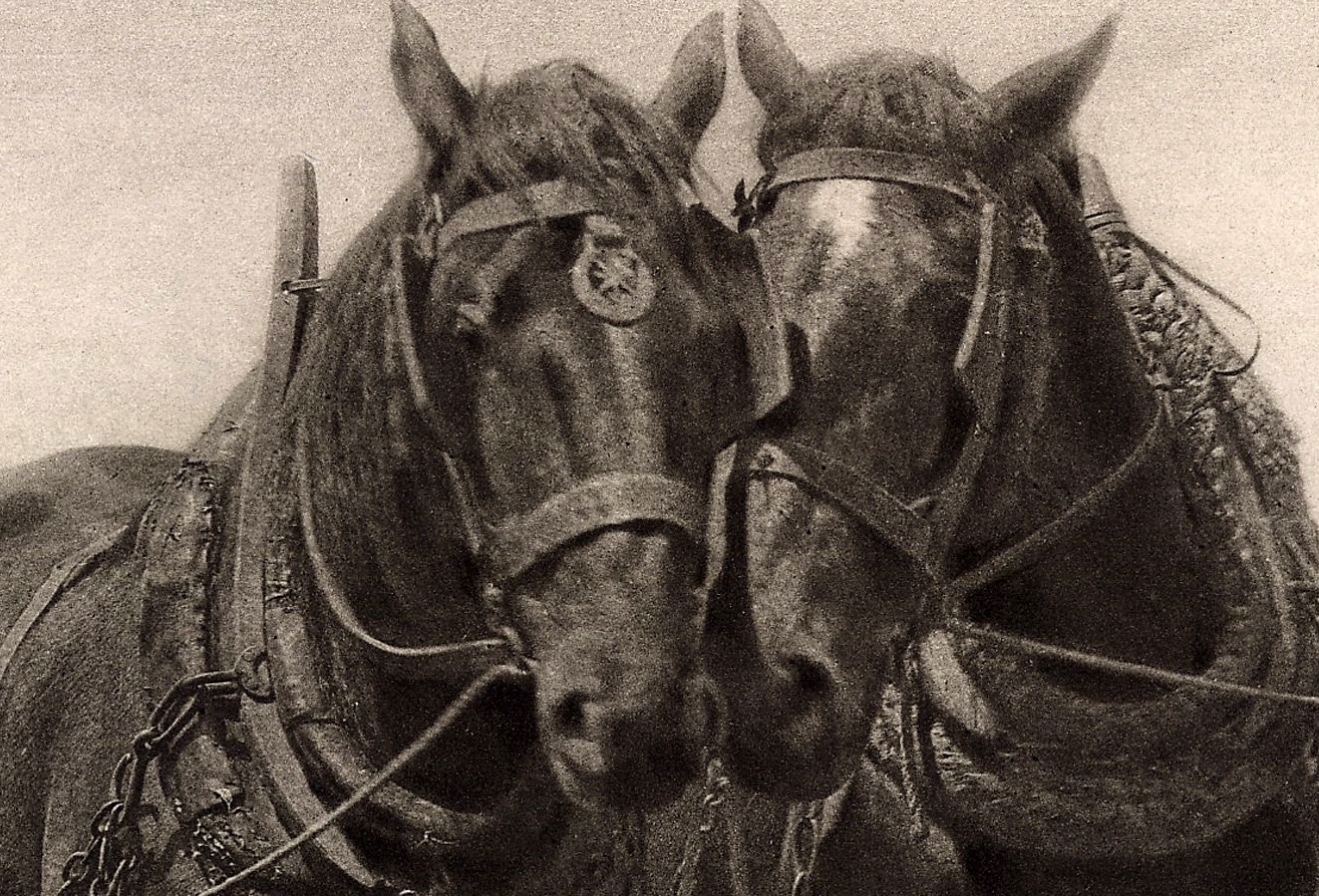 Plough horses Norfolk 1887 - click image to return