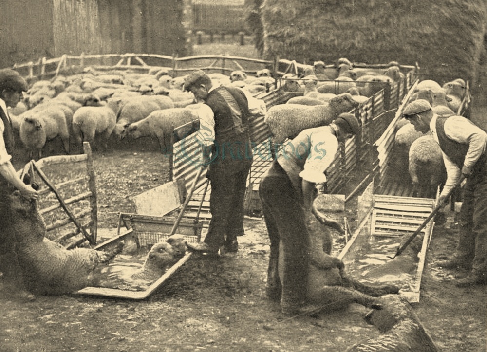  old Social history photos of Sheep Dipping, Sussex - click image to return