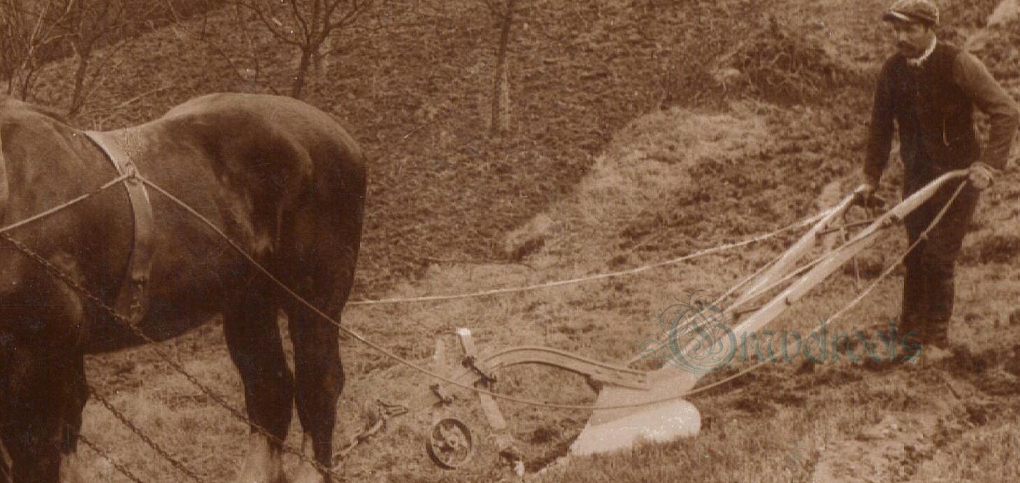 Agricultural Social history photos of ploughing see above - click image to return