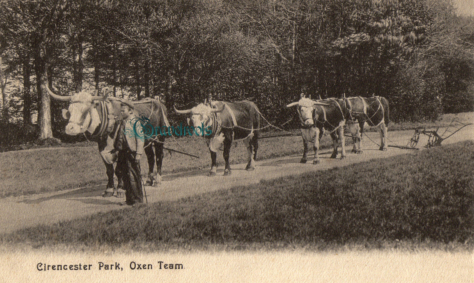  old Social history photo of Oxen - click image to return