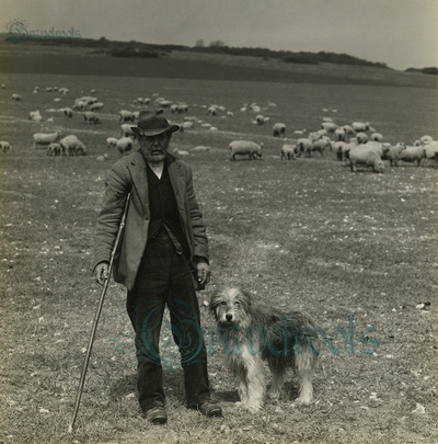 Shepherd and dog near Jevington