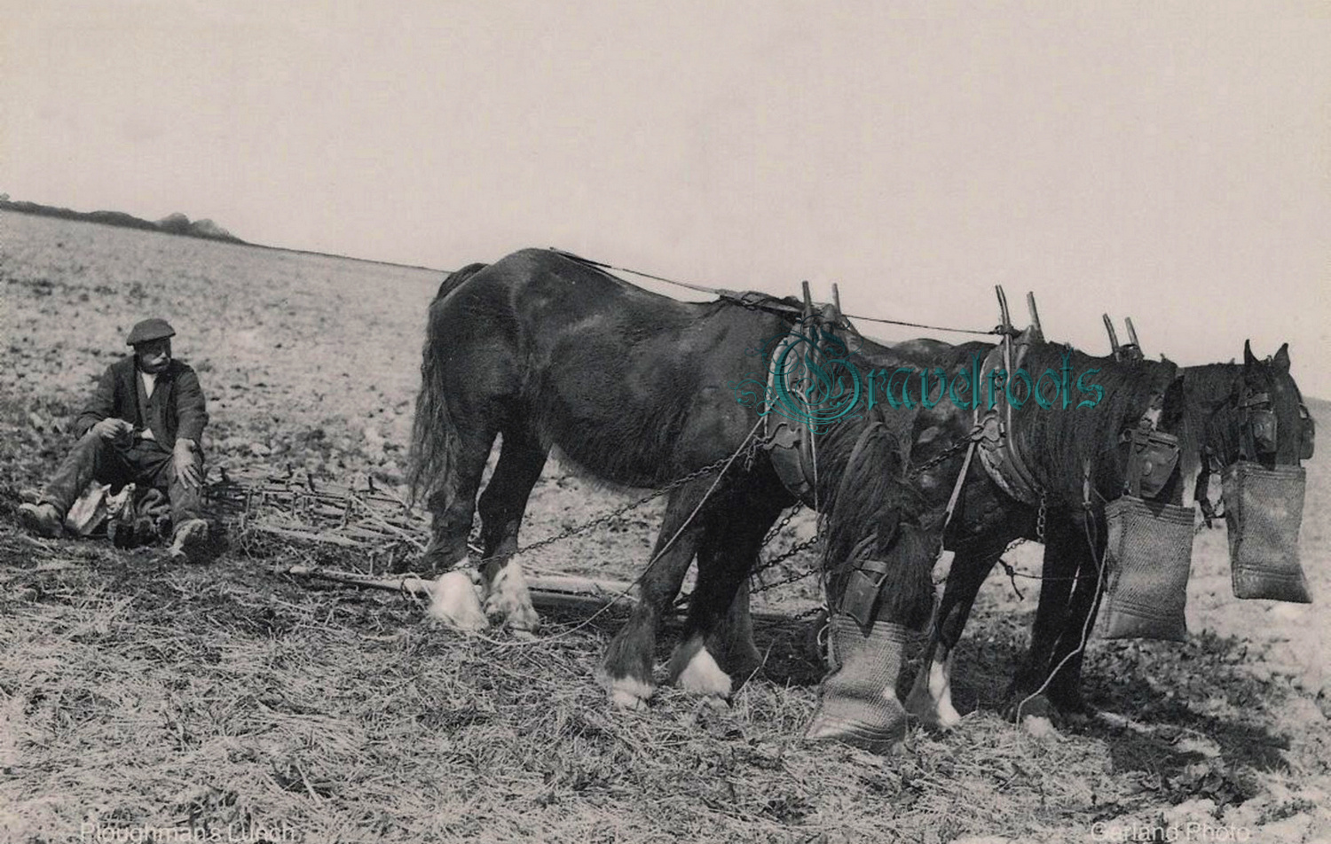  old Social history photos of Working horses, Ploughmans Lunch, Sussex - click image to return