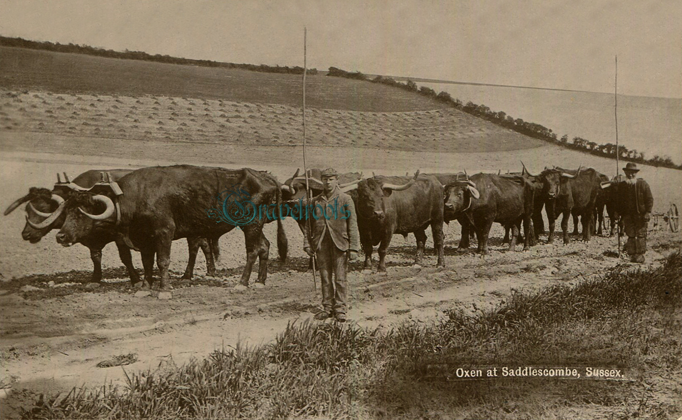  old Social history photos of Saddlecombe Oxen Team, Sussex - click image to return