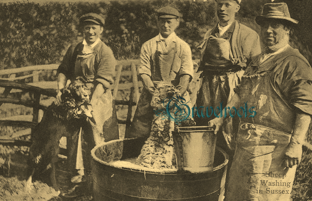  old Social history photo of Sheepwashing in Sussex - click image to return