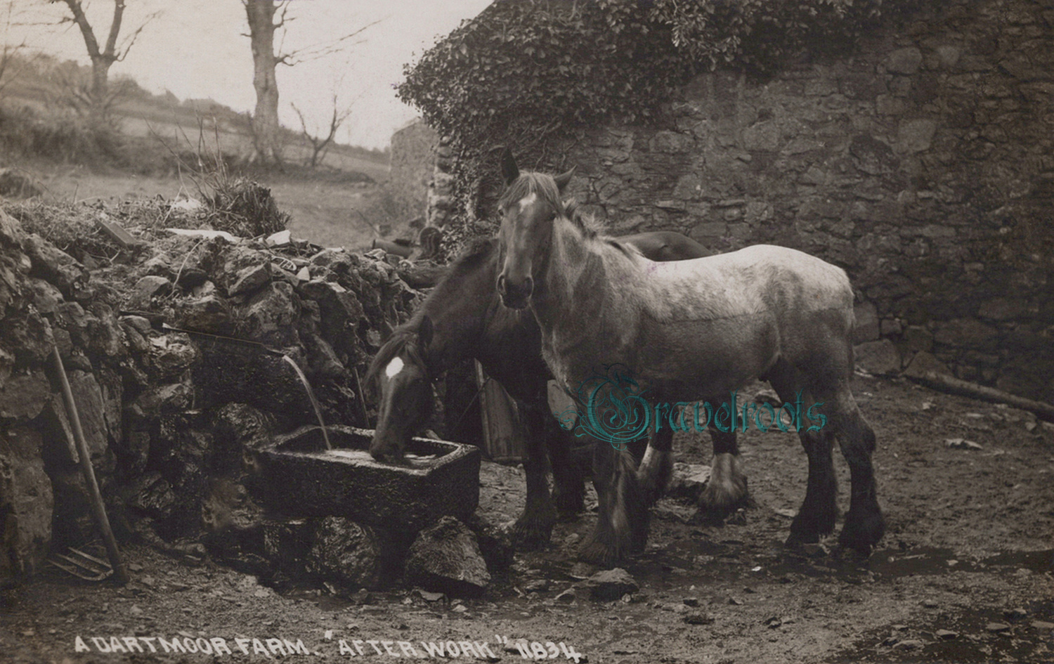  old Social history photo of Dartmoor working horses, Devon - click image to return