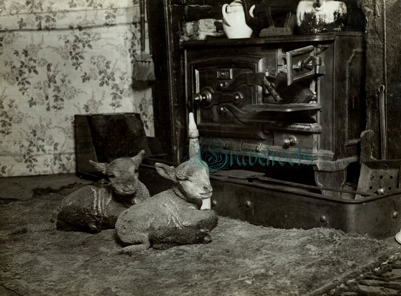  old Social history photos of sheep farming, lambs, Exceat, Sussex - click below to return