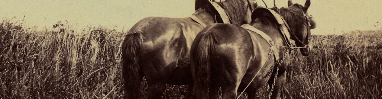  old Social history photos of Yorkshire - click image to return