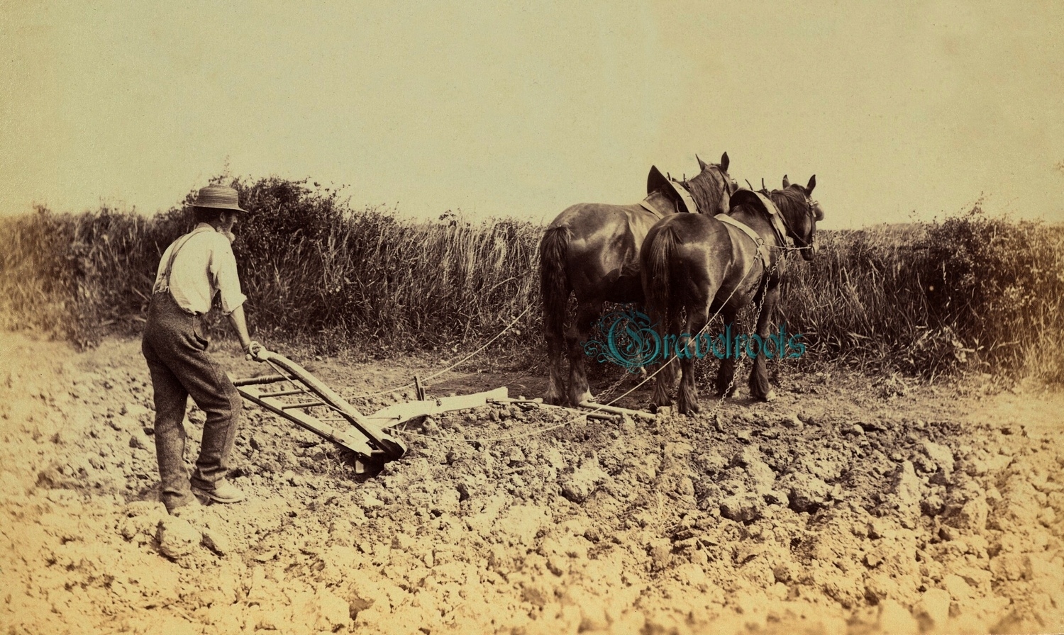  old  Social history photos of Horses ploughing, Lealholm, North Yorkshire - click image below to return