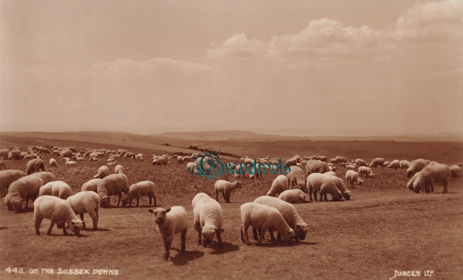 old Social history photos of Sheep grazing on the Downs near Eastbourne, Sussex - click image to return