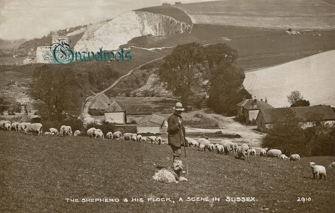  old Social history photo of Shepherd and flock on hills above Lewes, Sussex - click image below to return