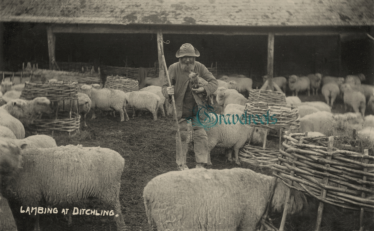  old Social history photo of Lambing near Ditchling, Sussex - click image to return