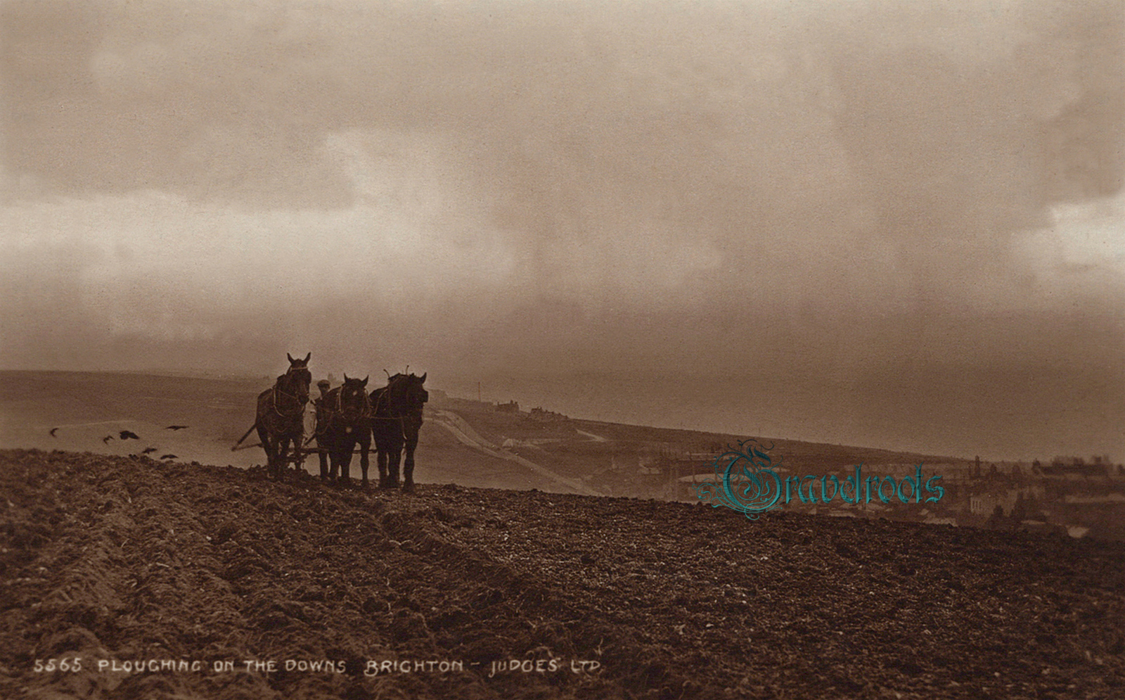  old Rural Social agricutural history photos of Ploughing on the Downs, Sussex - click image below to return