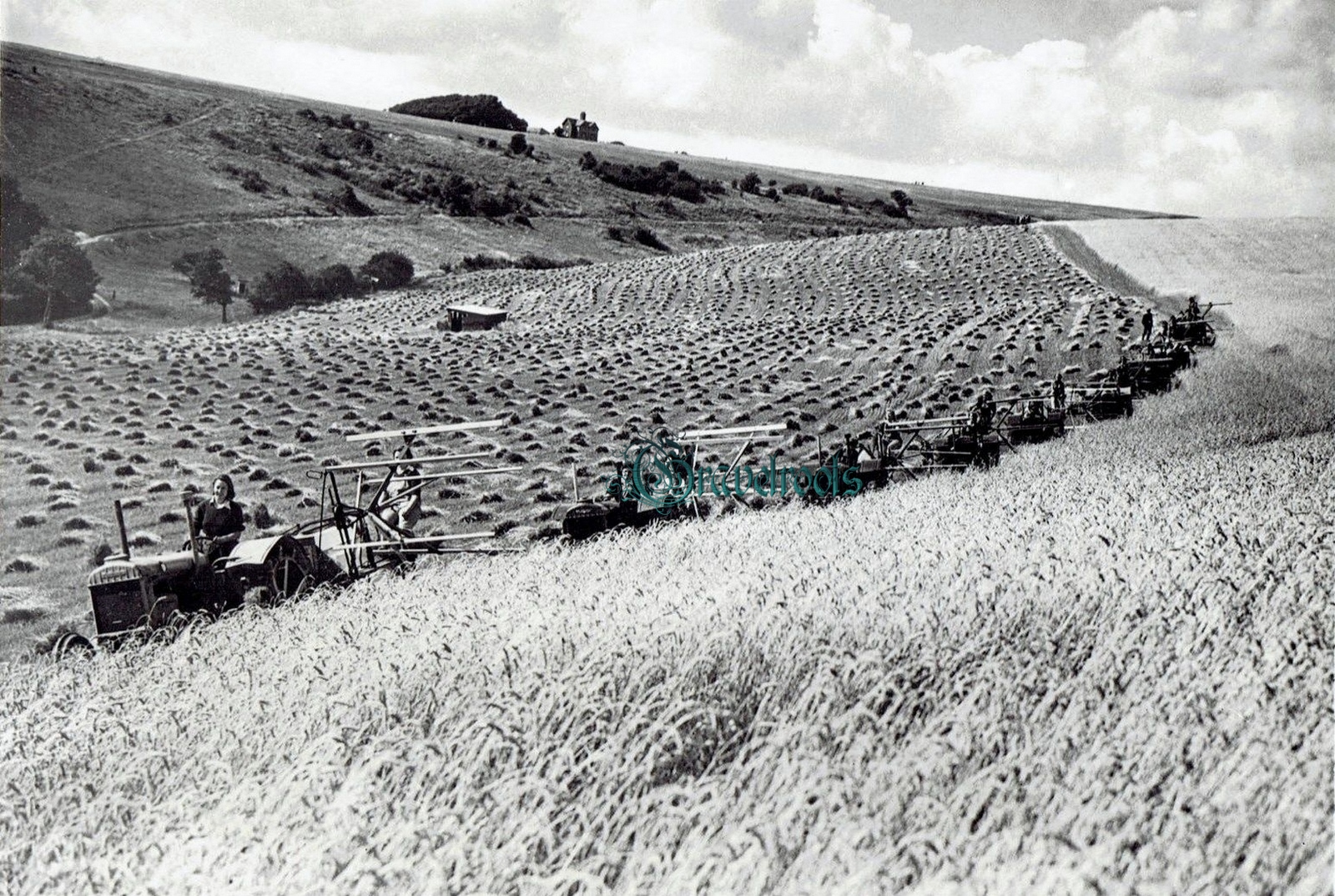  old Social history photos of Landgirls bringing in the harvest, Sussex - click image below to return