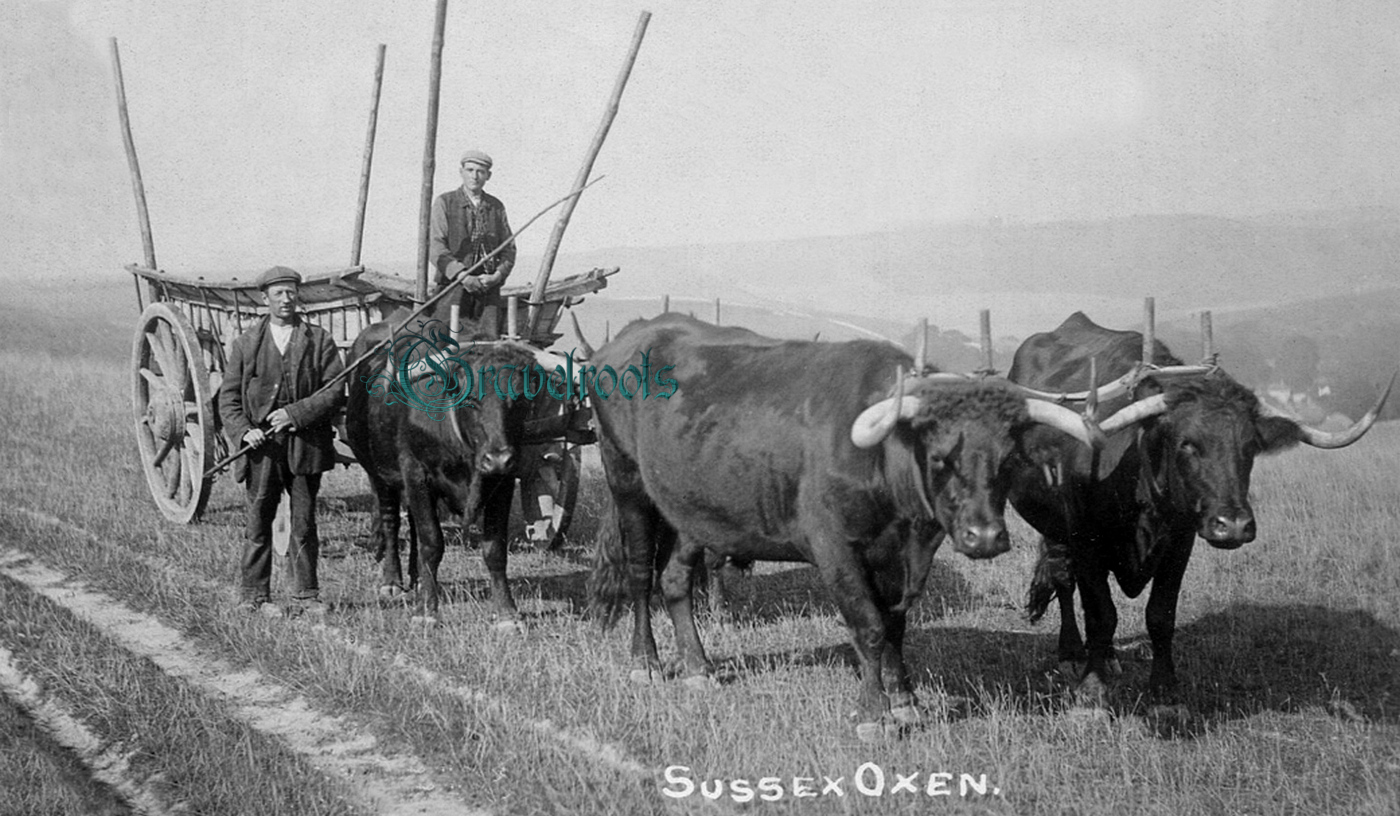 old  Social history photos of Sussex Oxen pulling a large farm wagon - click image to return