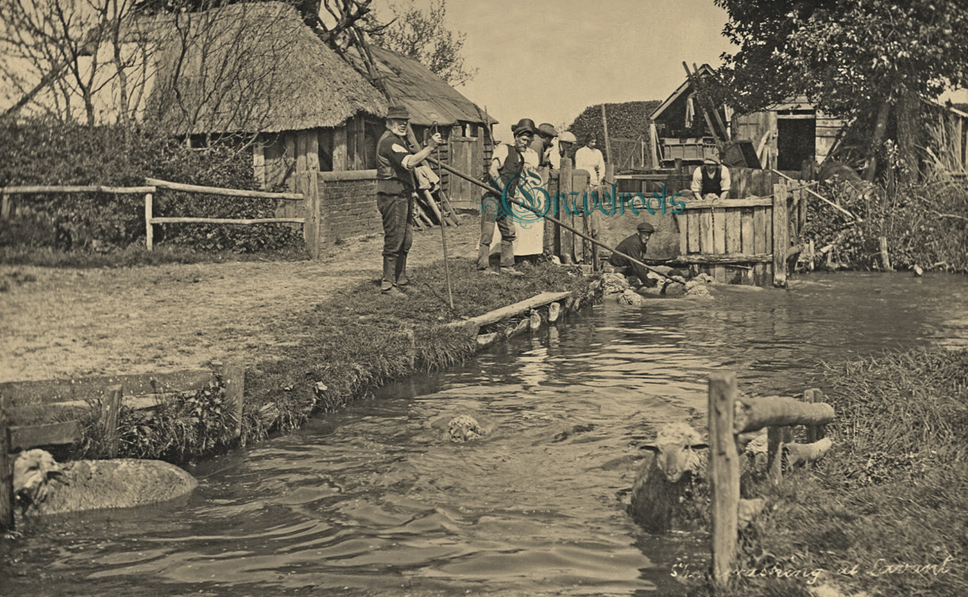  old photo of Sheep washing, Lavant, Chichester, Sussex - click image below to return