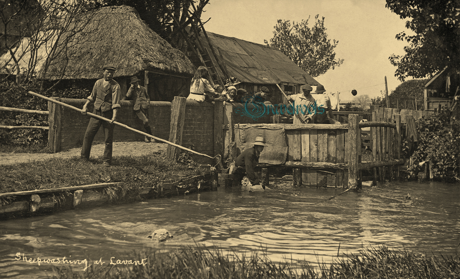  old photo of Sheep washing, Lavant, Chichester, Sussex - click image below to return