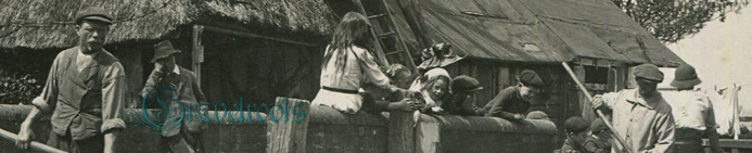  old photo of Sheep washing, Lavant, Chichester, Sussex - click image below to return