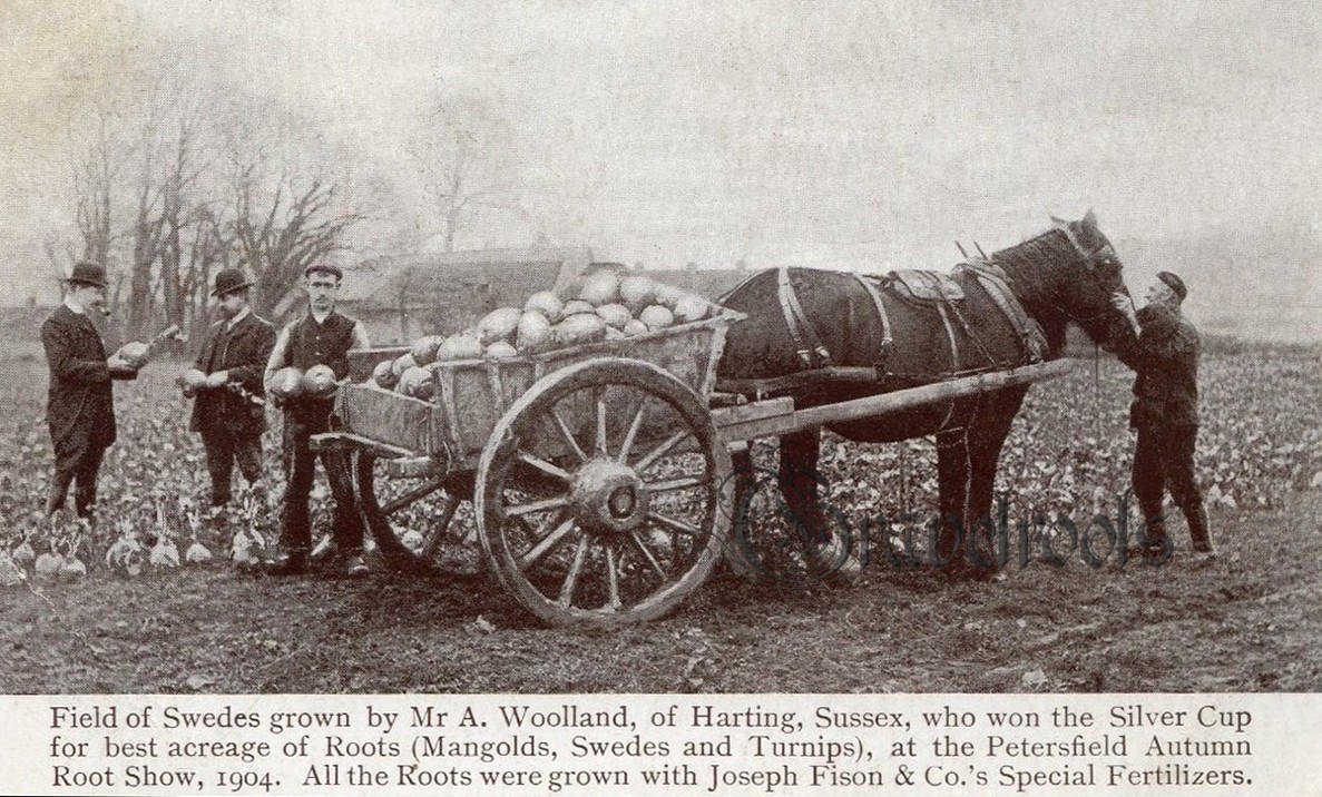 Harting prize field of Swedes, Sussex - see below