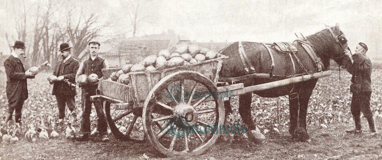 Harting prize field of Swedes, Sussex - click to return