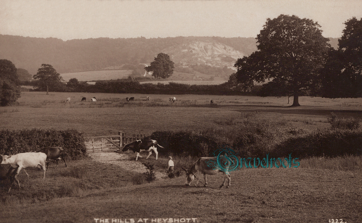  old photos of cattle at Heyshott, Sussex - click image below to return