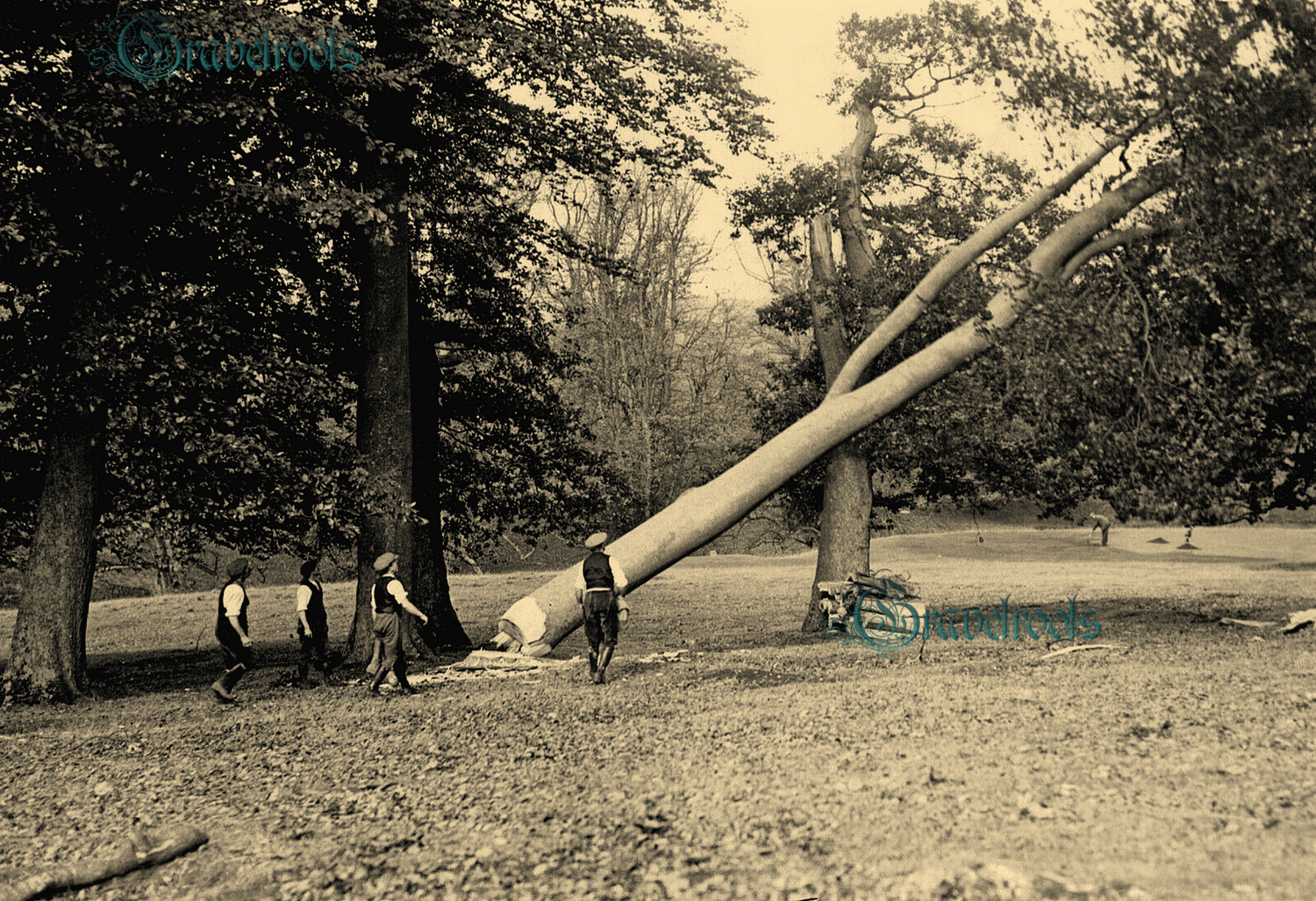 tree felling, Cowdray Estate, 1928, Midhurst- Easebourne-  - click image to return to album