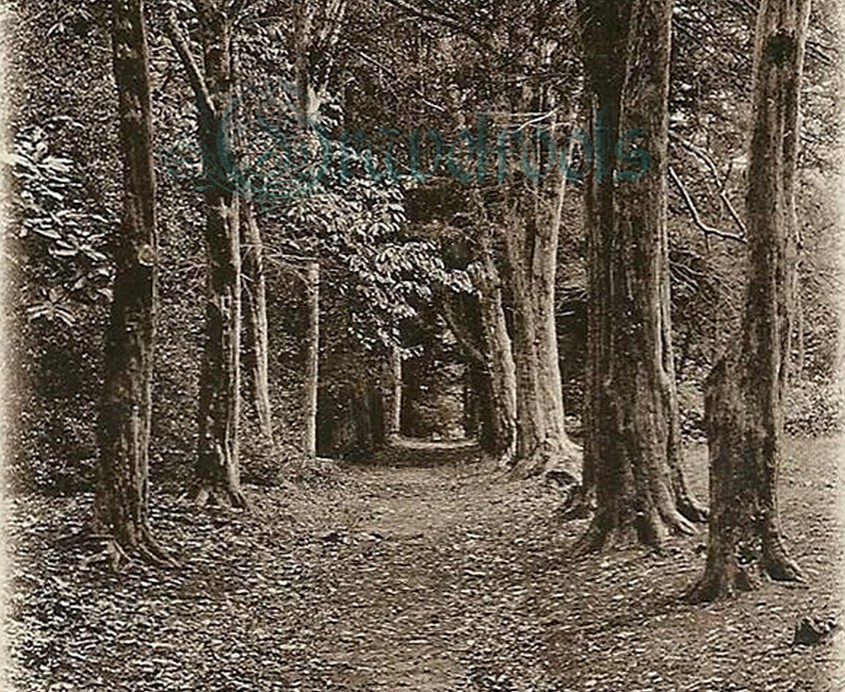  old photos of Close Walks, Midhurst, Sussex - click image to return