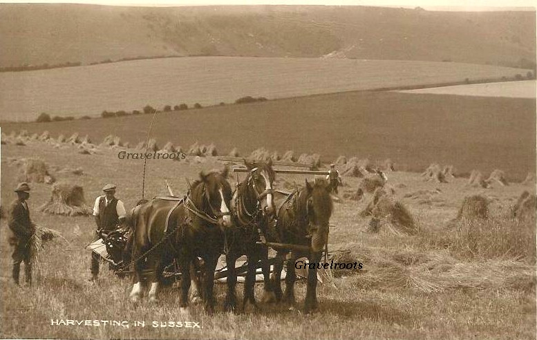Harvesting in Sussex, c.1935-37 - click to return