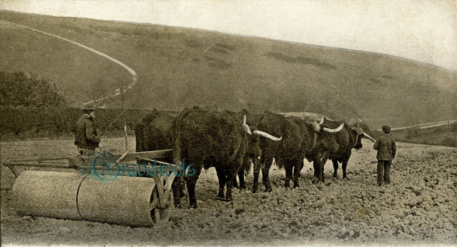A Sussex Oxen Team, Falmer, Sussex South Downs click image to return