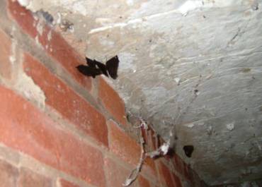 Hibernating butterflies
also a haven for large spiders
