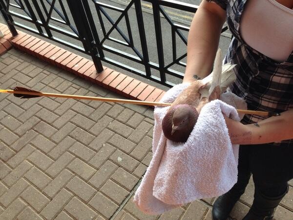 bird shot with arrow