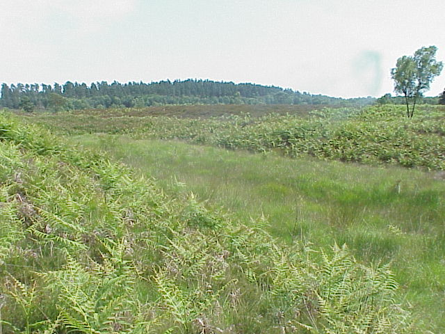 Heyshott