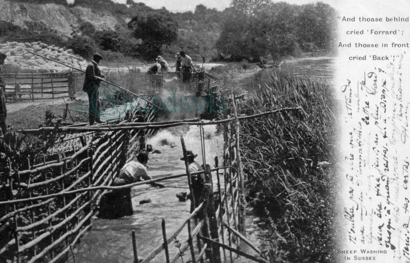 Sheep Washing in Sussex - 
further image below