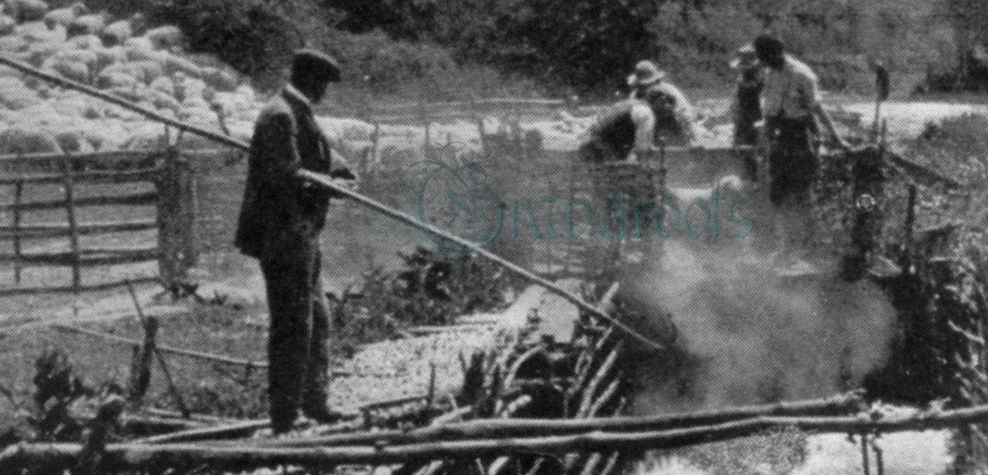 Sheep Washing in Sussex - click to return
