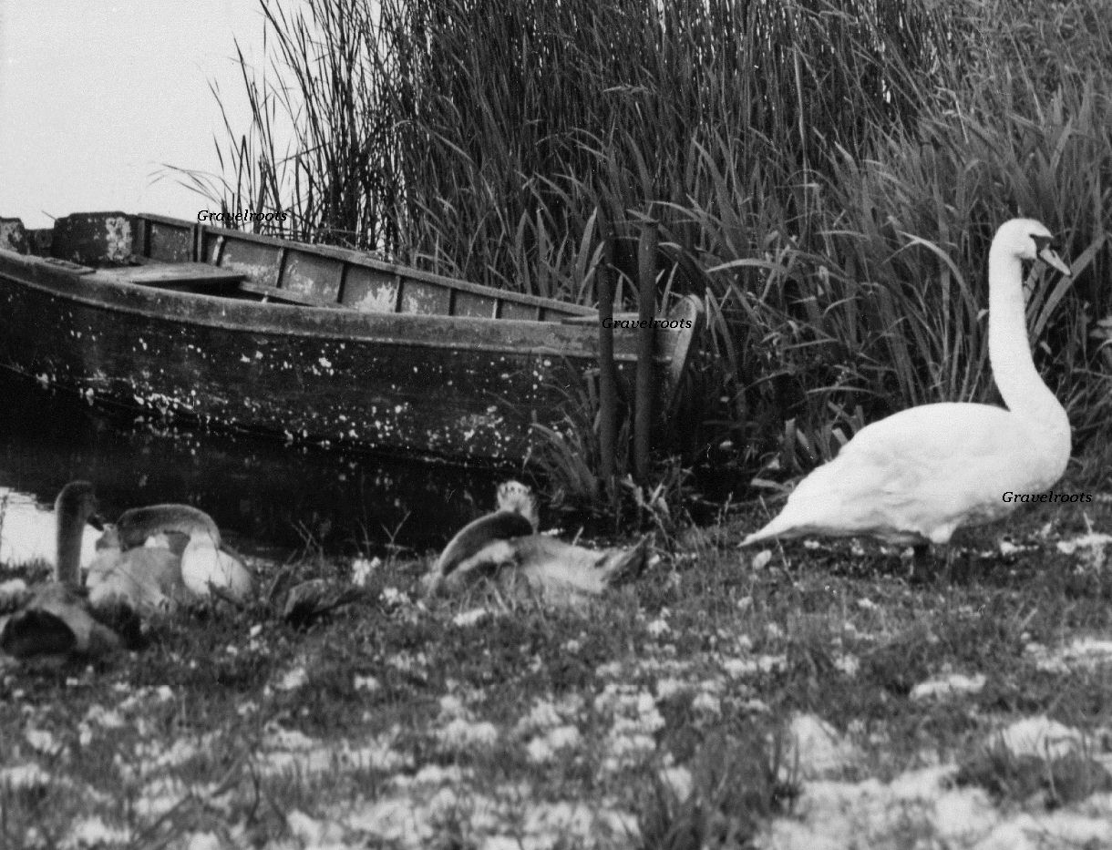 Patching pond, click image to return